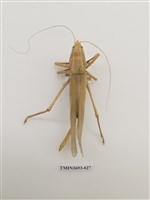 藏品(直翅目(1))的圖片